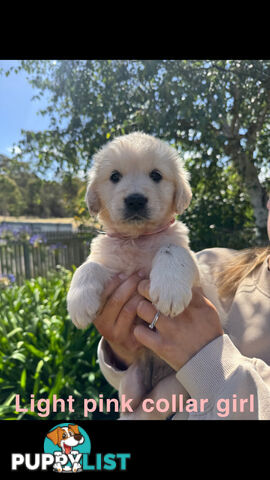 Golden Retriever Puppies