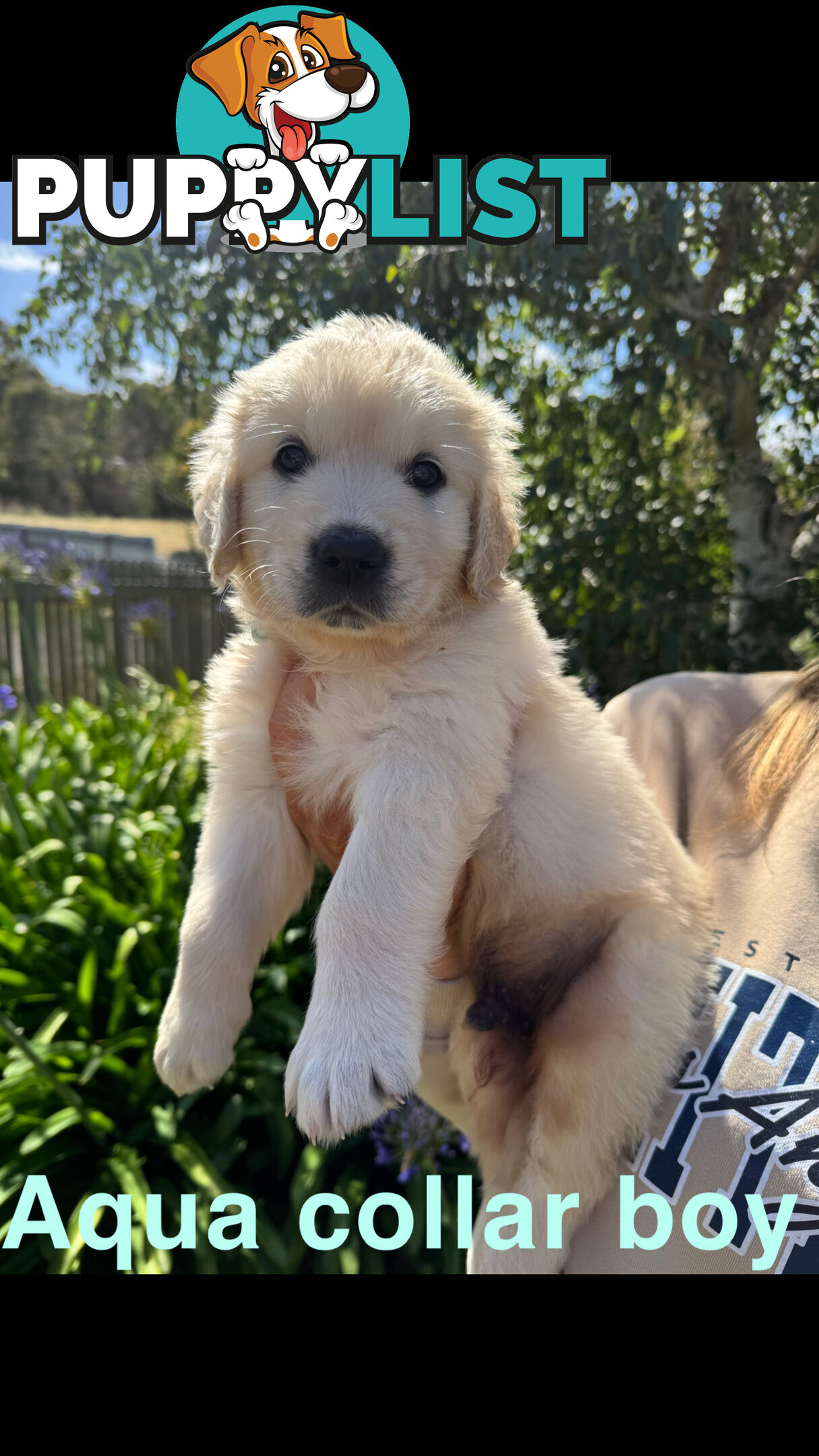 Golden Retriever Puppies