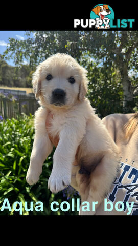 Golden Retriever Puppies