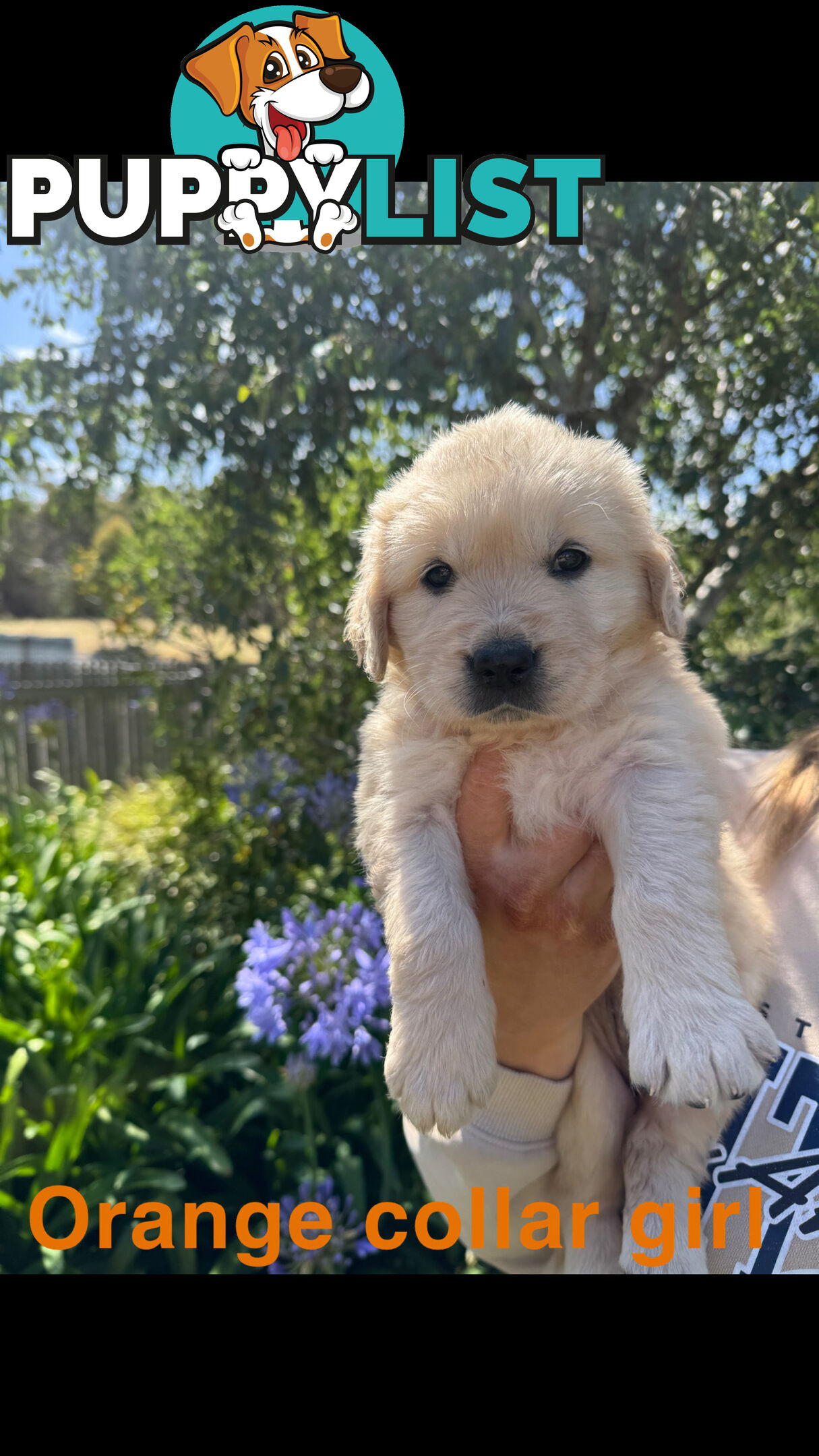 Golden Retriever Puppies