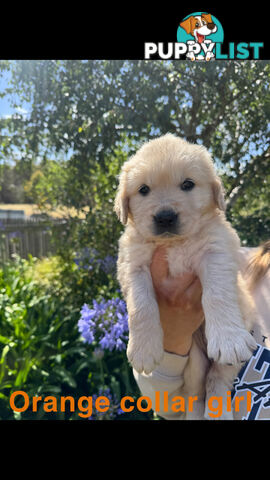 Golden Retriever Puppies