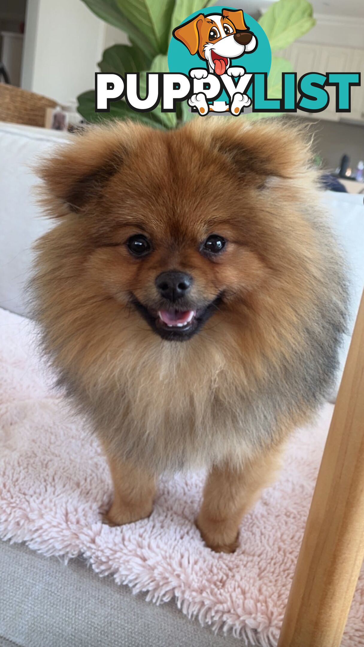 PURE POMERANIAN STUD DOG !!( Not for sale)