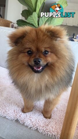 PURE POMERANIAN STUD DOG !!( Not for sale)