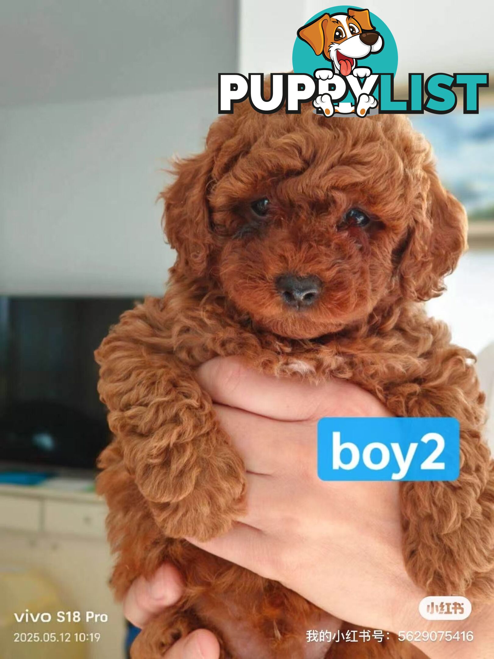 Three red purebred toy poodle looking for a new home in Melbourne, very cute!