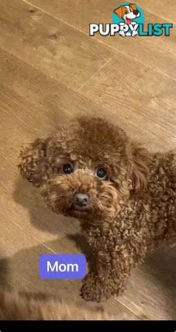 Three red purebred toy poodle looking for a new home in Melbourne, very cute!