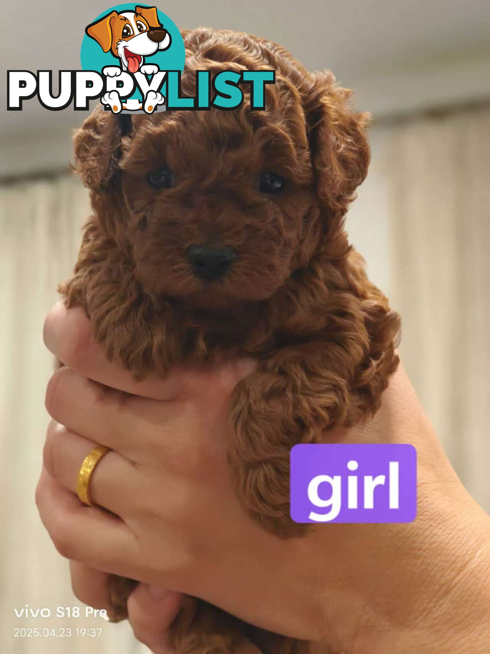 Three red purebred toy poodle looking for a new home in Melbourne, very cute!