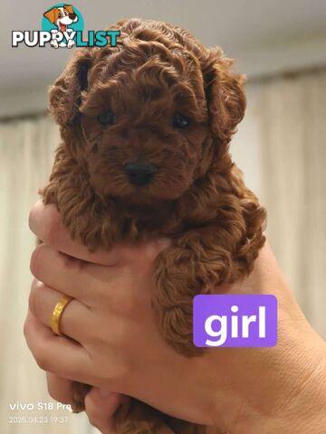 Three red purebred toy poodle looking for a new home in Melbourne, very cute!
