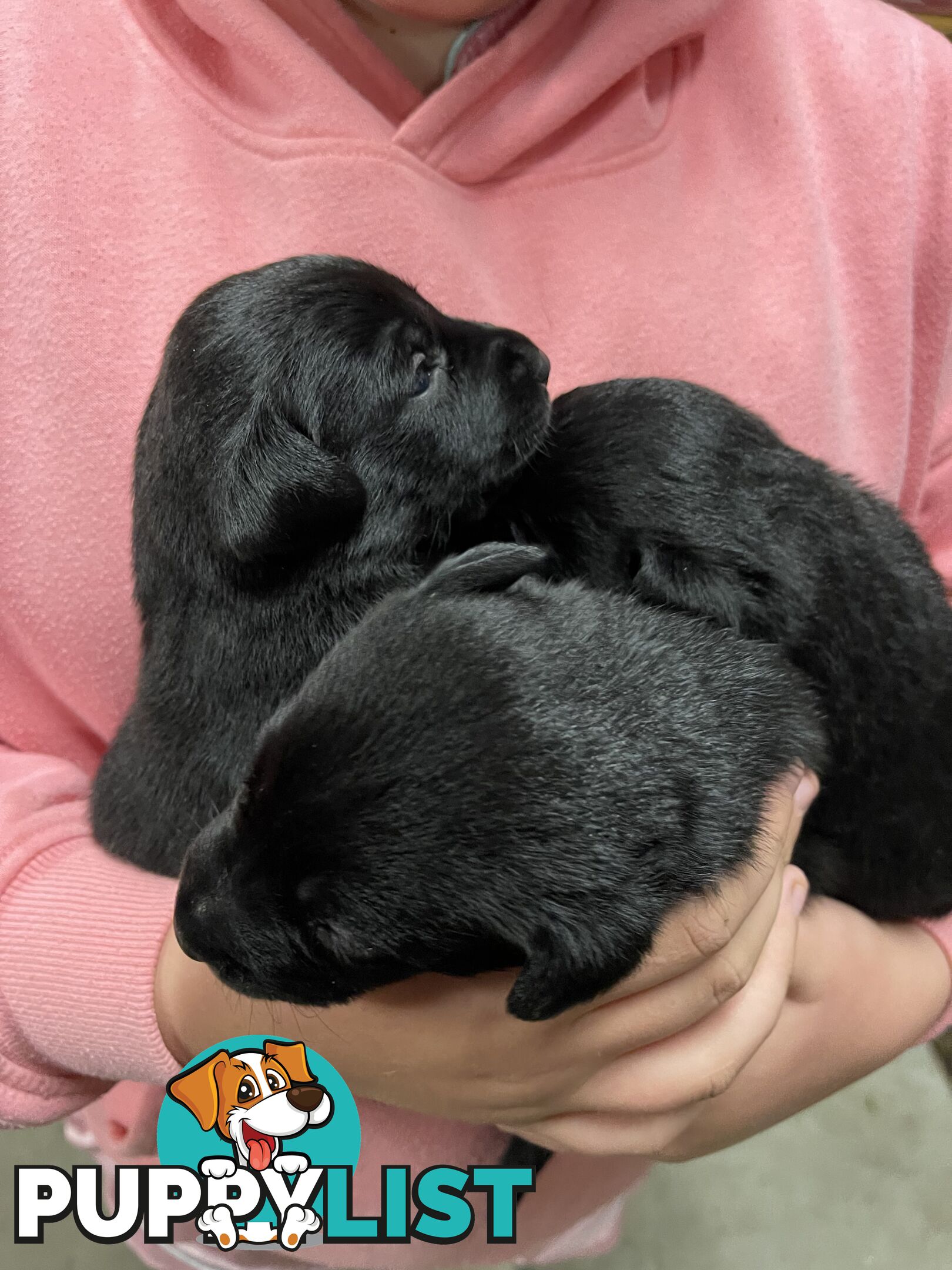 Labrador x pups