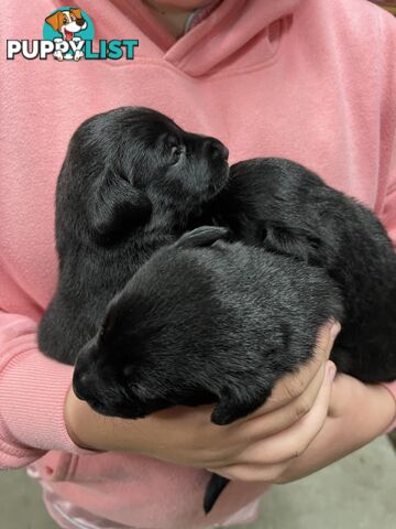 Labrador x pups