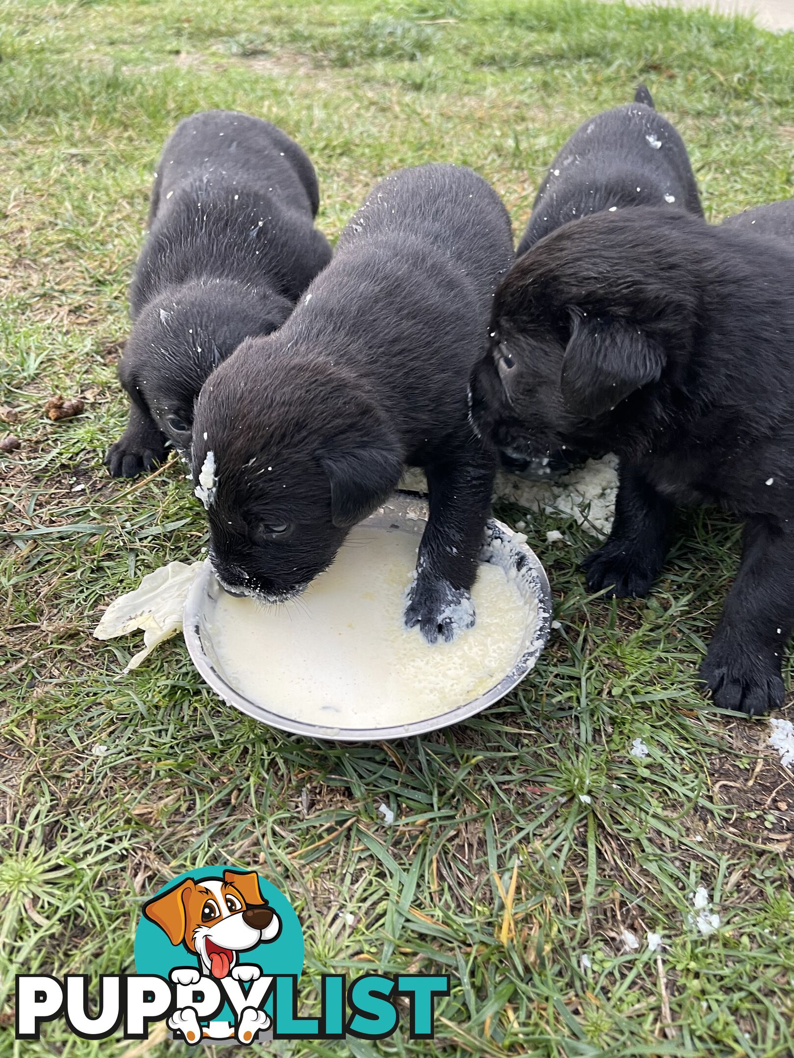 Labrador x pups