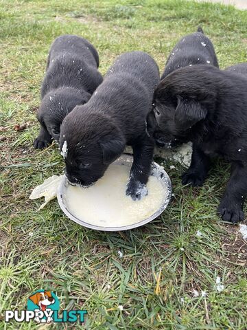 Labrador x pups