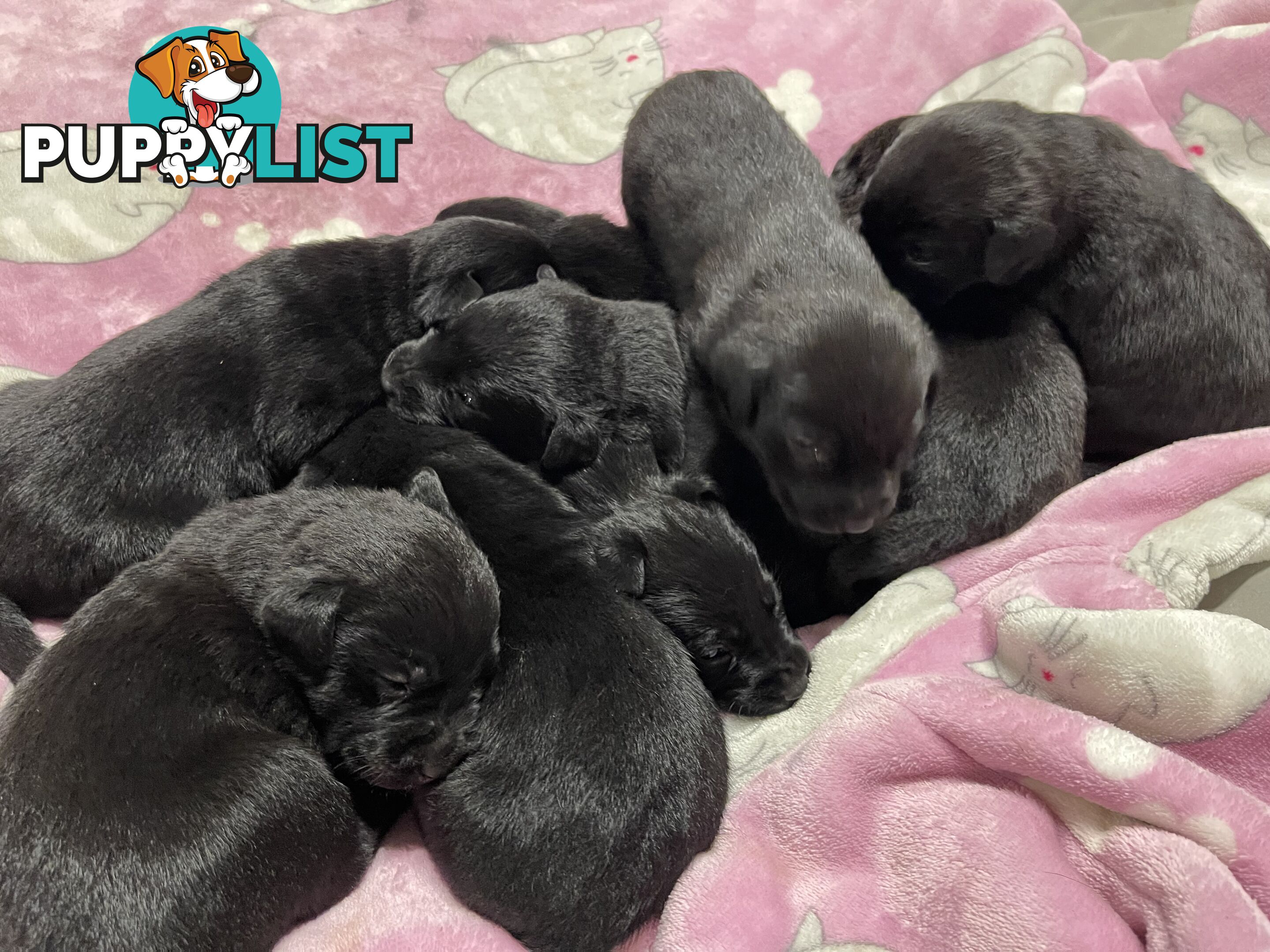 Labrador x pups