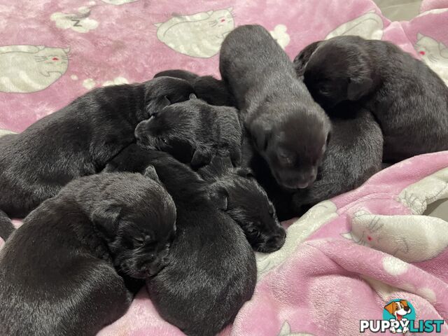 Labrador x pups