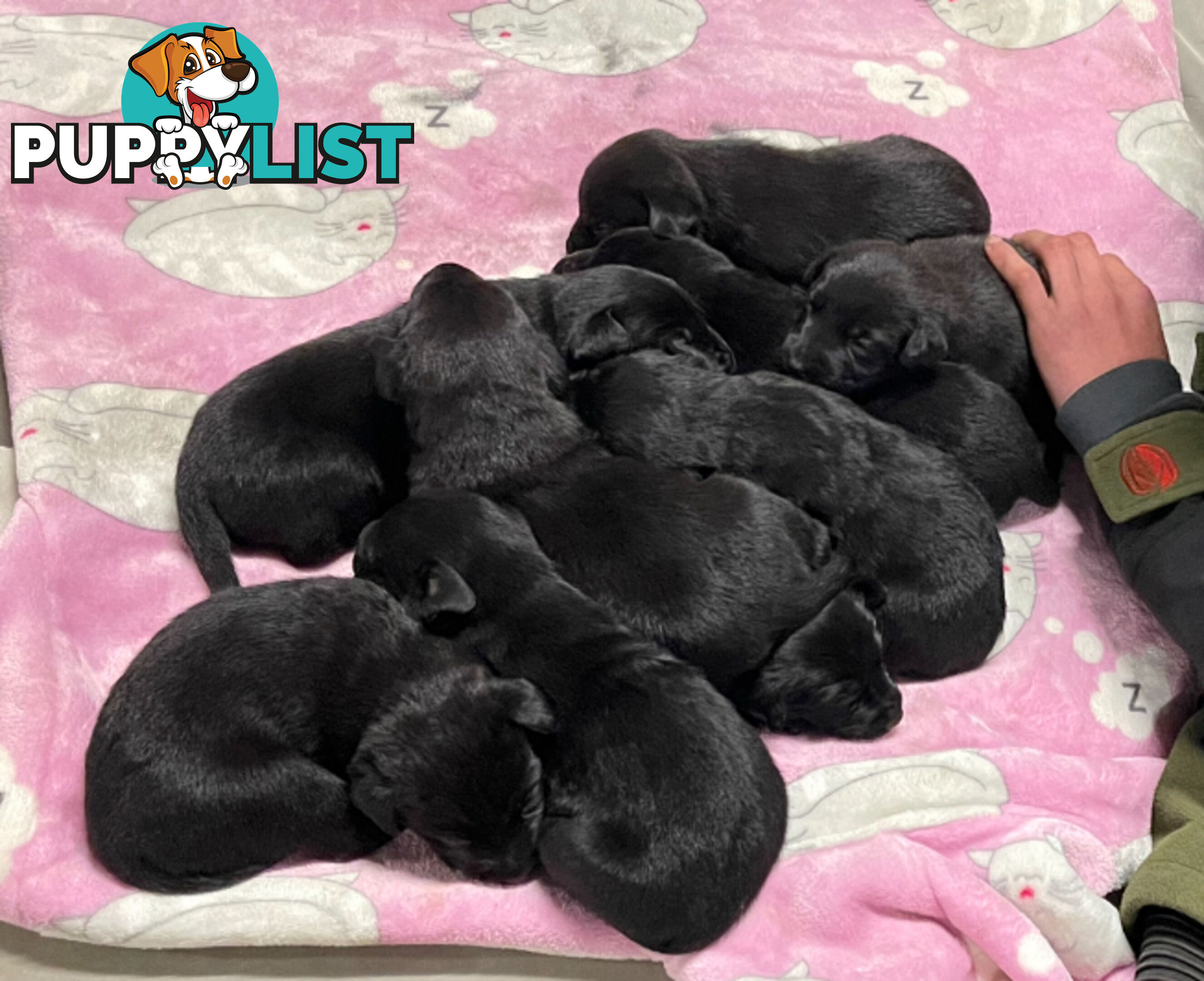 Labrador x pups
