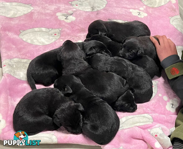 Labrador x pups