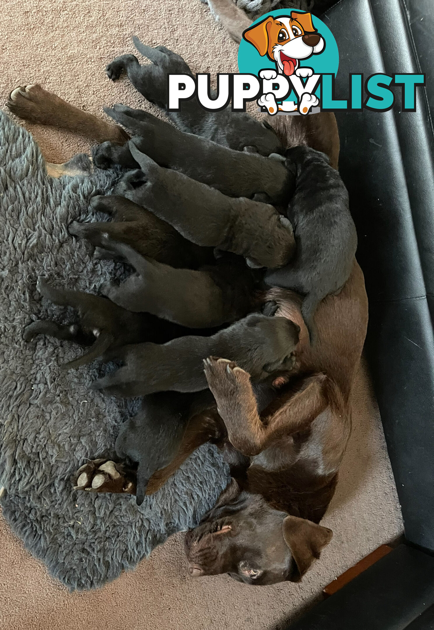 Labrador x pups