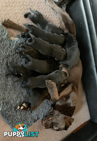 Labrador x pups