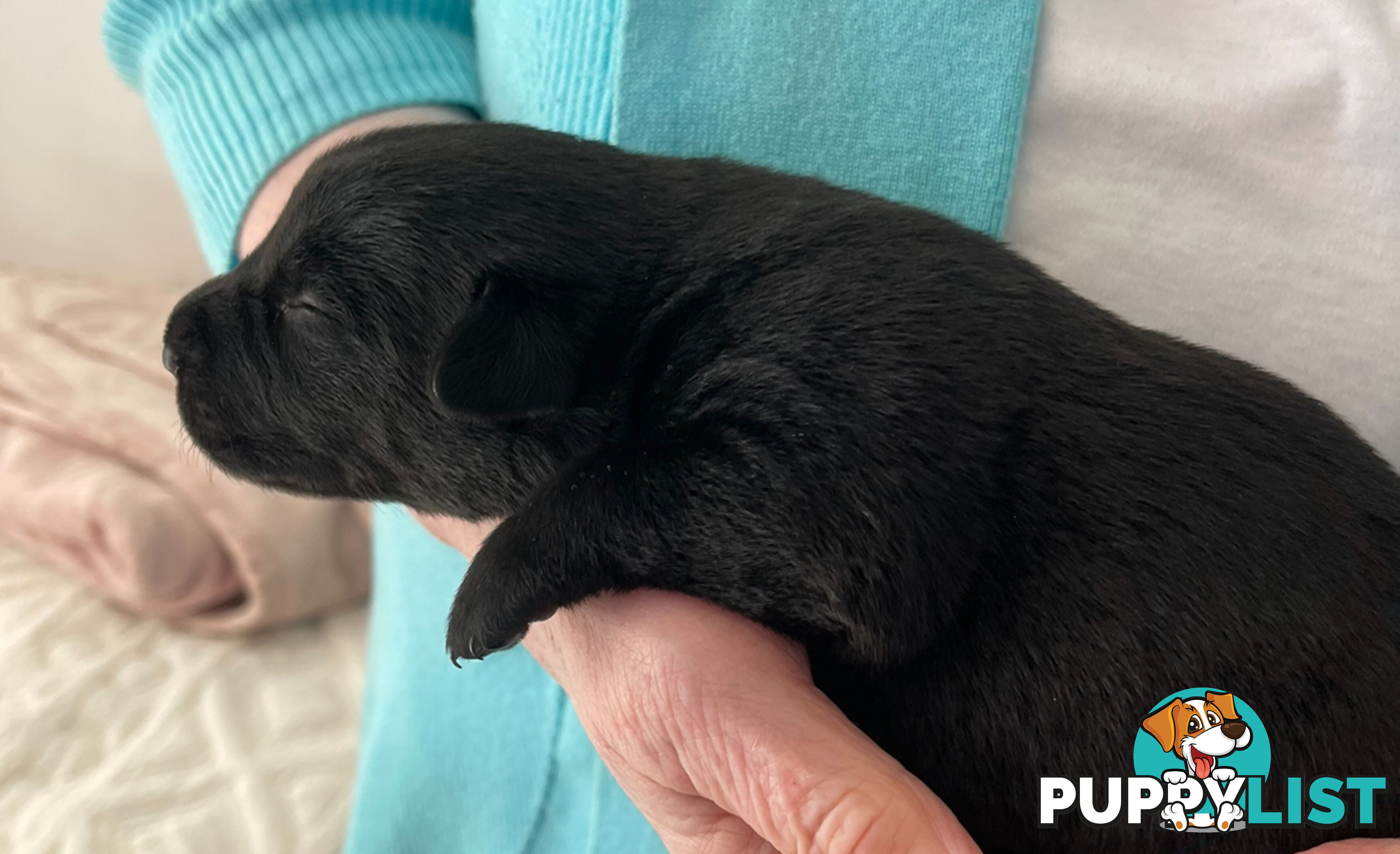 Labrador x pups