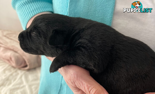 Labrador x pups