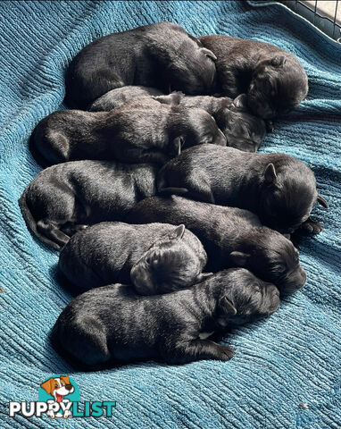 Labrador x pups