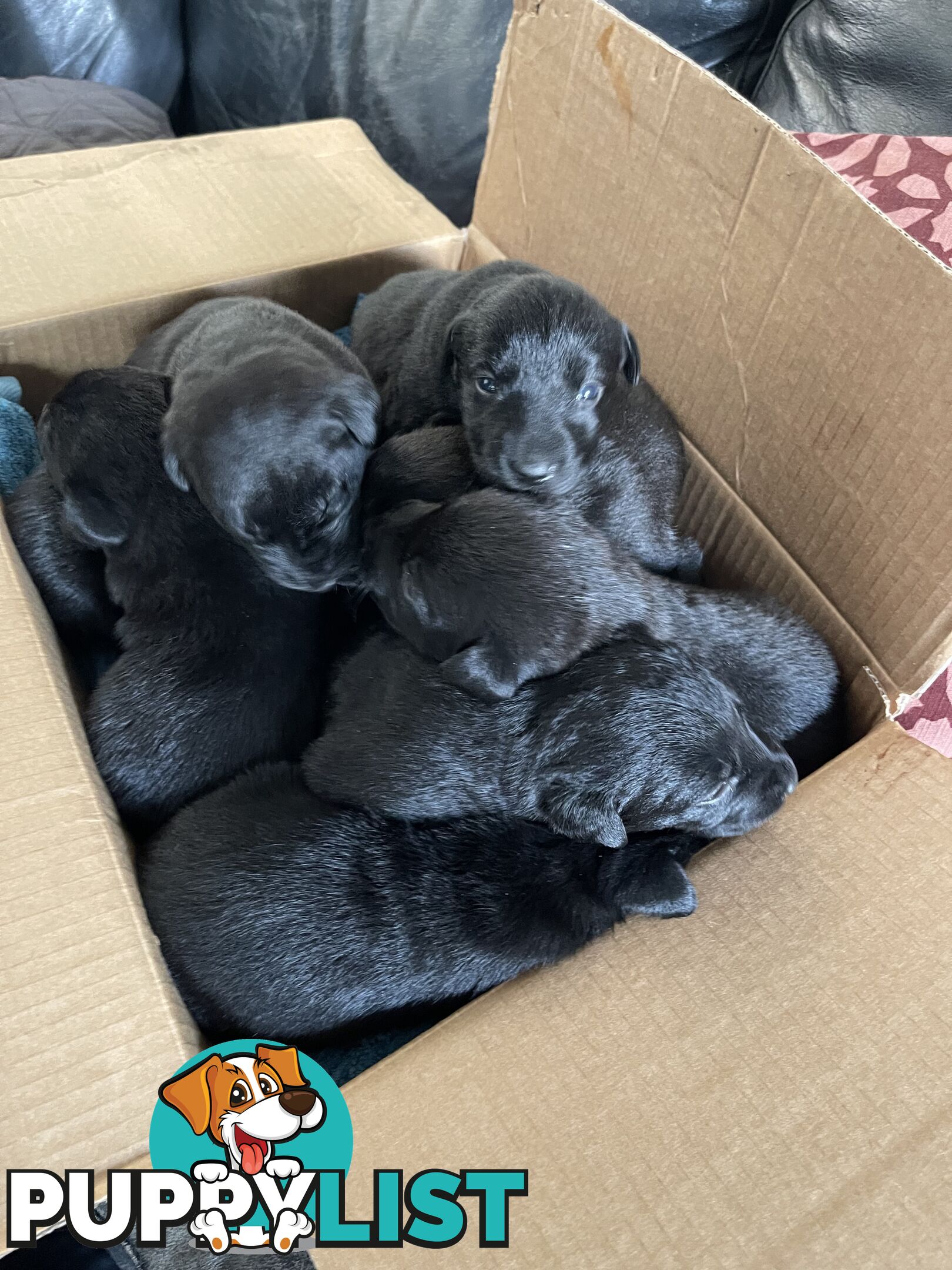 Labrador x pups