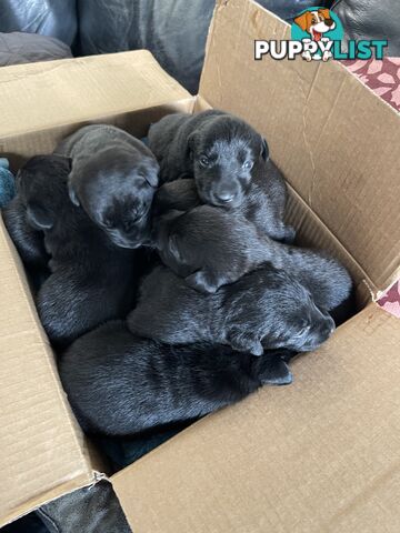 Labrador x pups