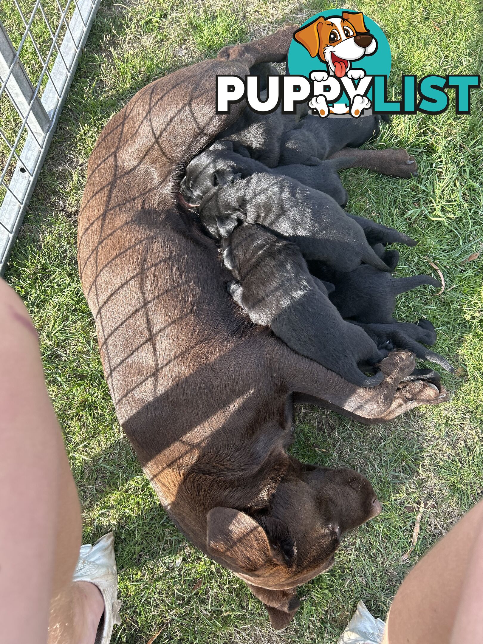Labrador x pups