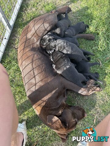 Labrador x pups