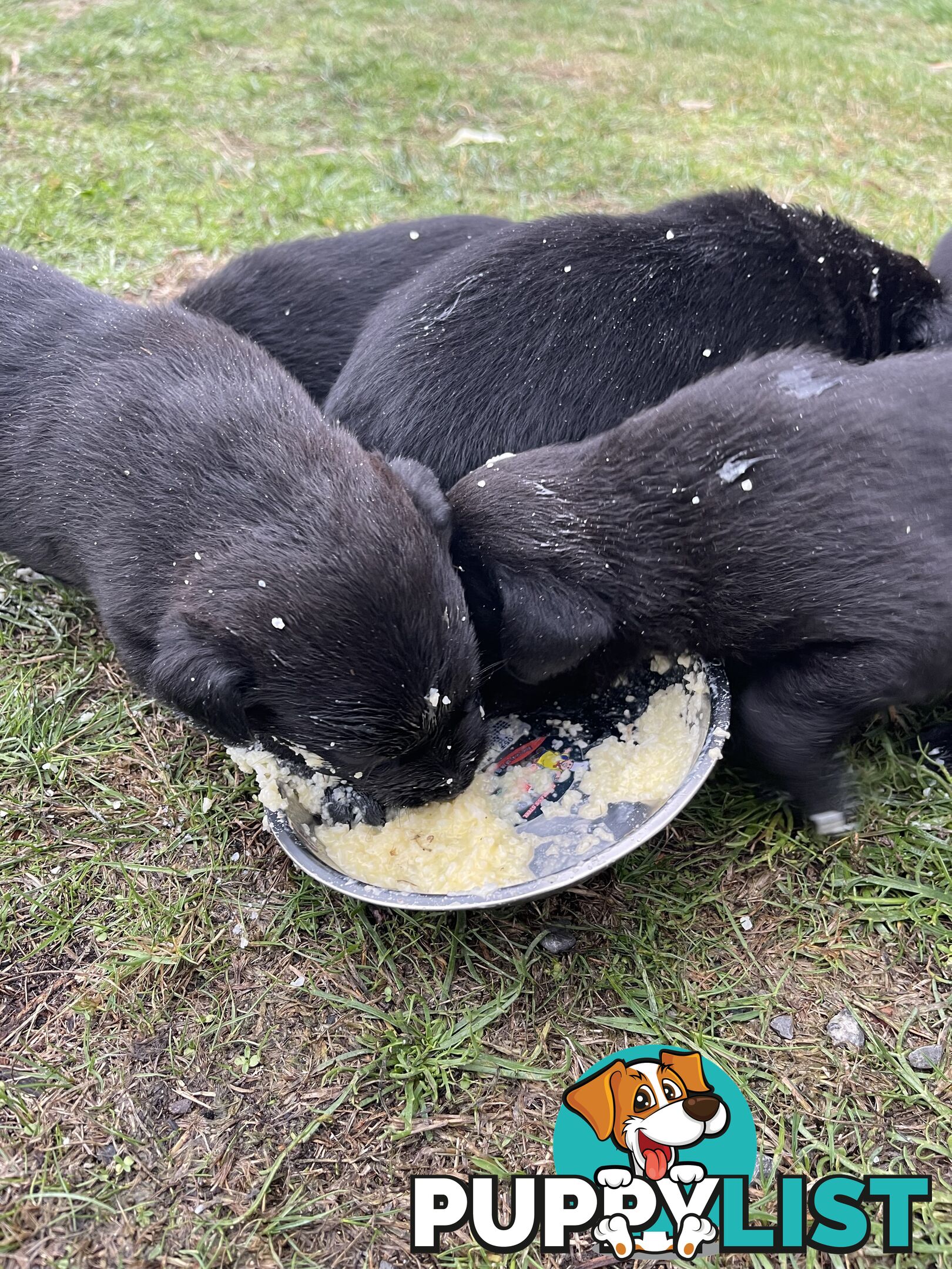 Labrador x pups