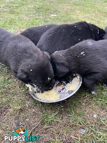 Labrador x pups