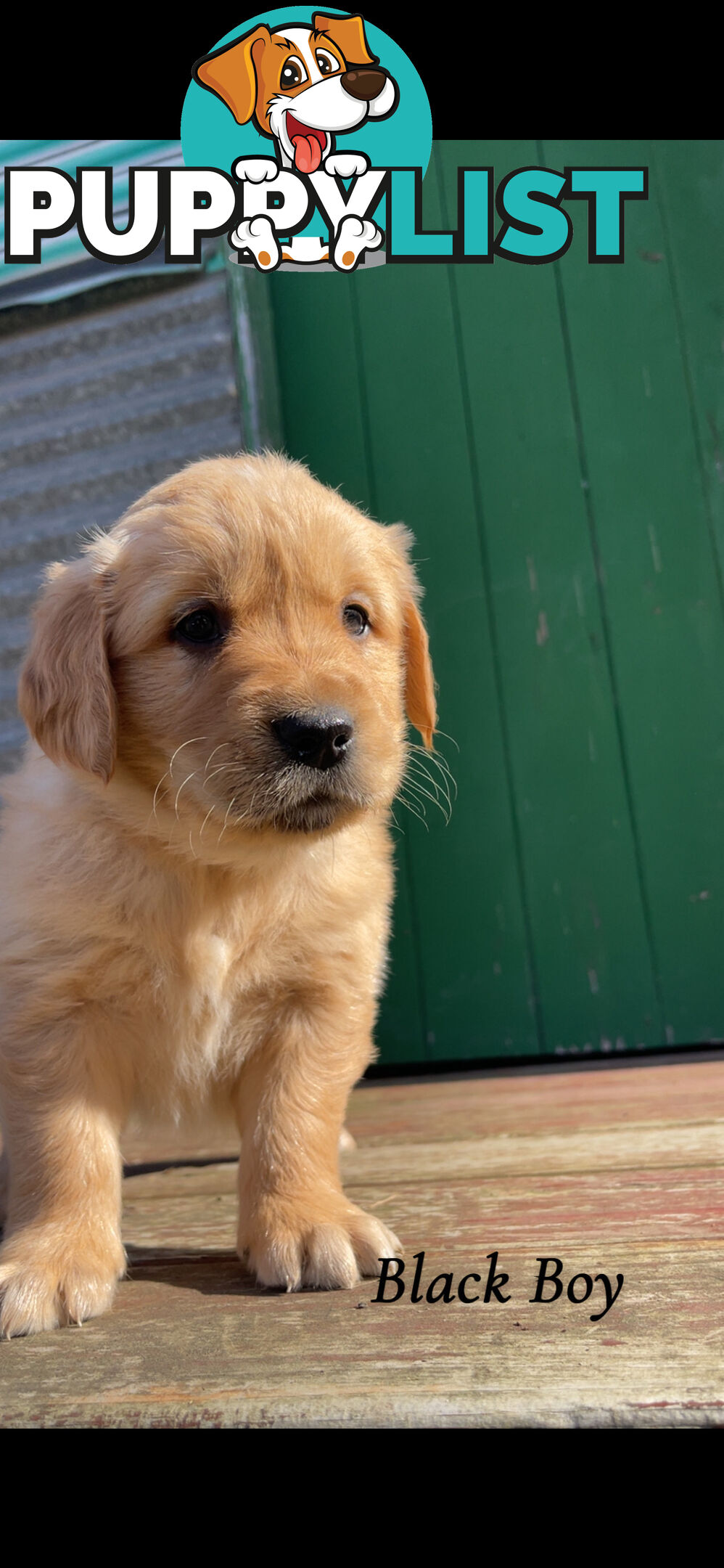 ✨ Golden Retriever Puppies ✨