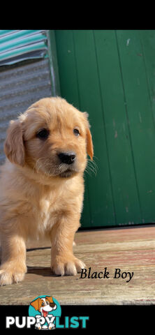 ✨ Golden Retriever Puppies ✨