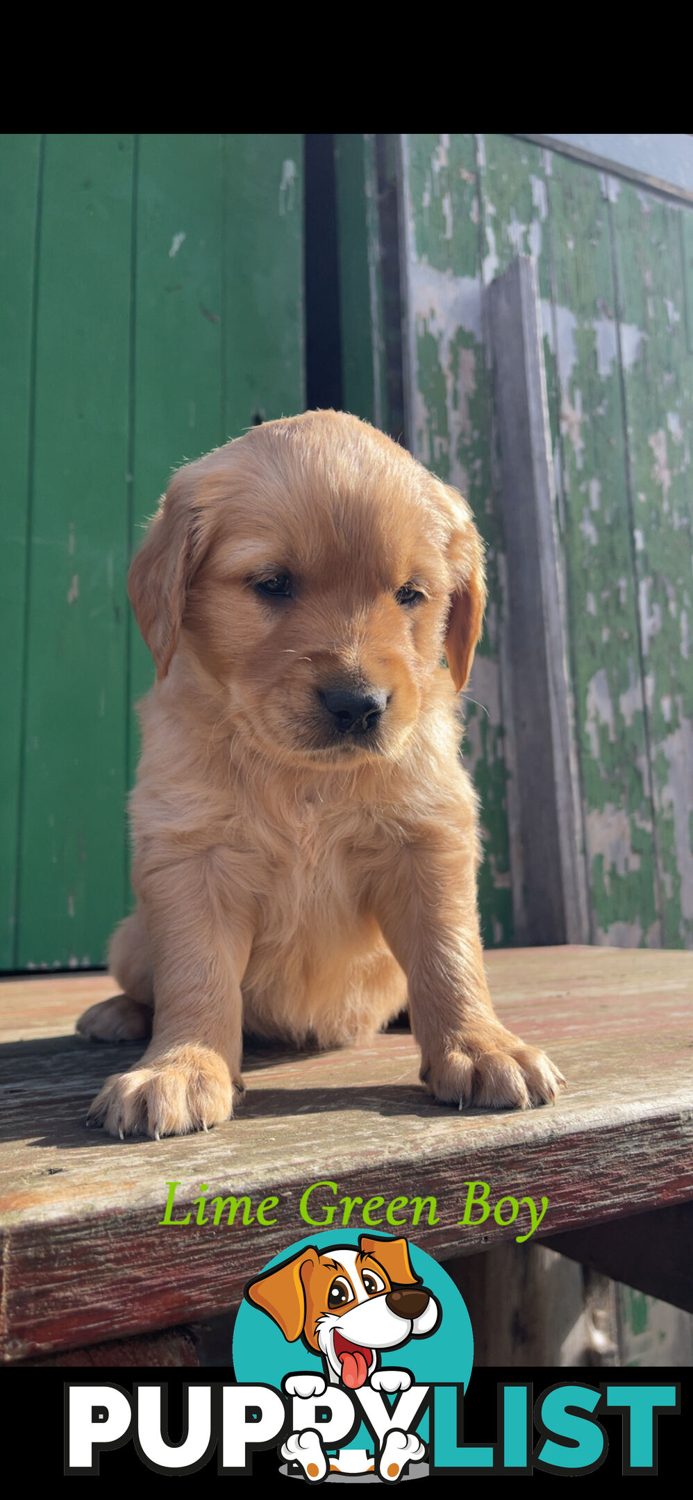 ✨ Golden Retriever Puppies ✨