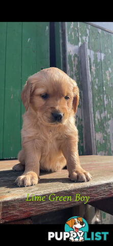 ✨ Golden Retriever Puppies ✨