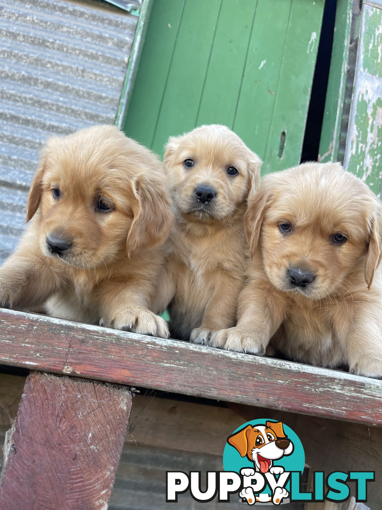 ✨ Golden Retriever Puppies ✨