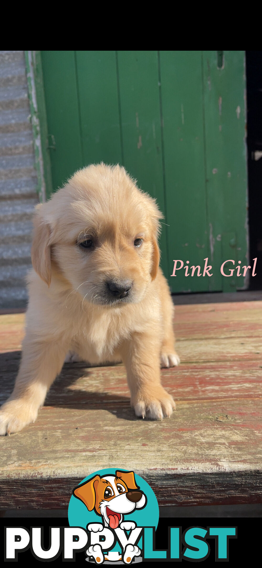 ✨ Golden Retriever Puppies ✨