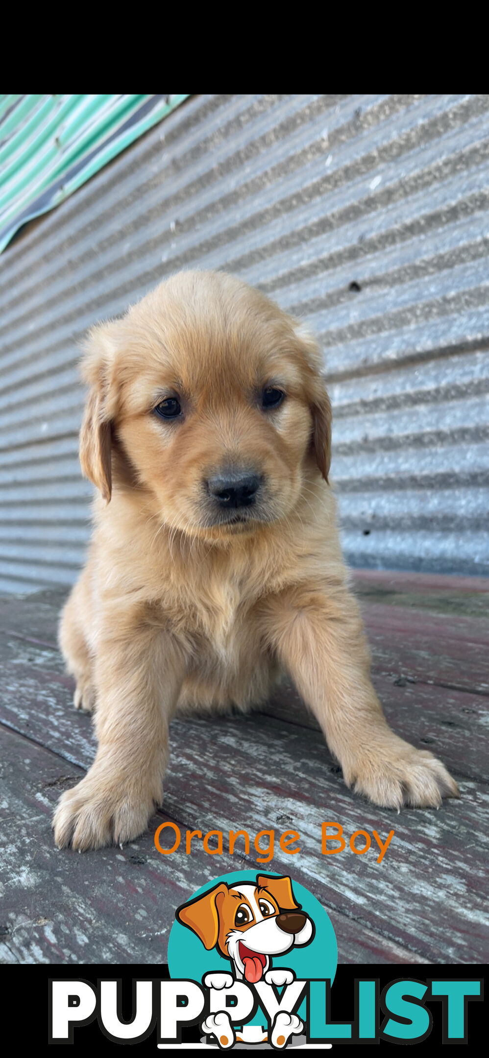 ✨ Golden Retriever Puppies ✨