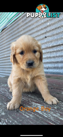 ✨ Golden Retriever Puppies ✨