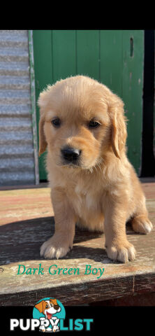 ✨ Golden Retriever Puppies ✨