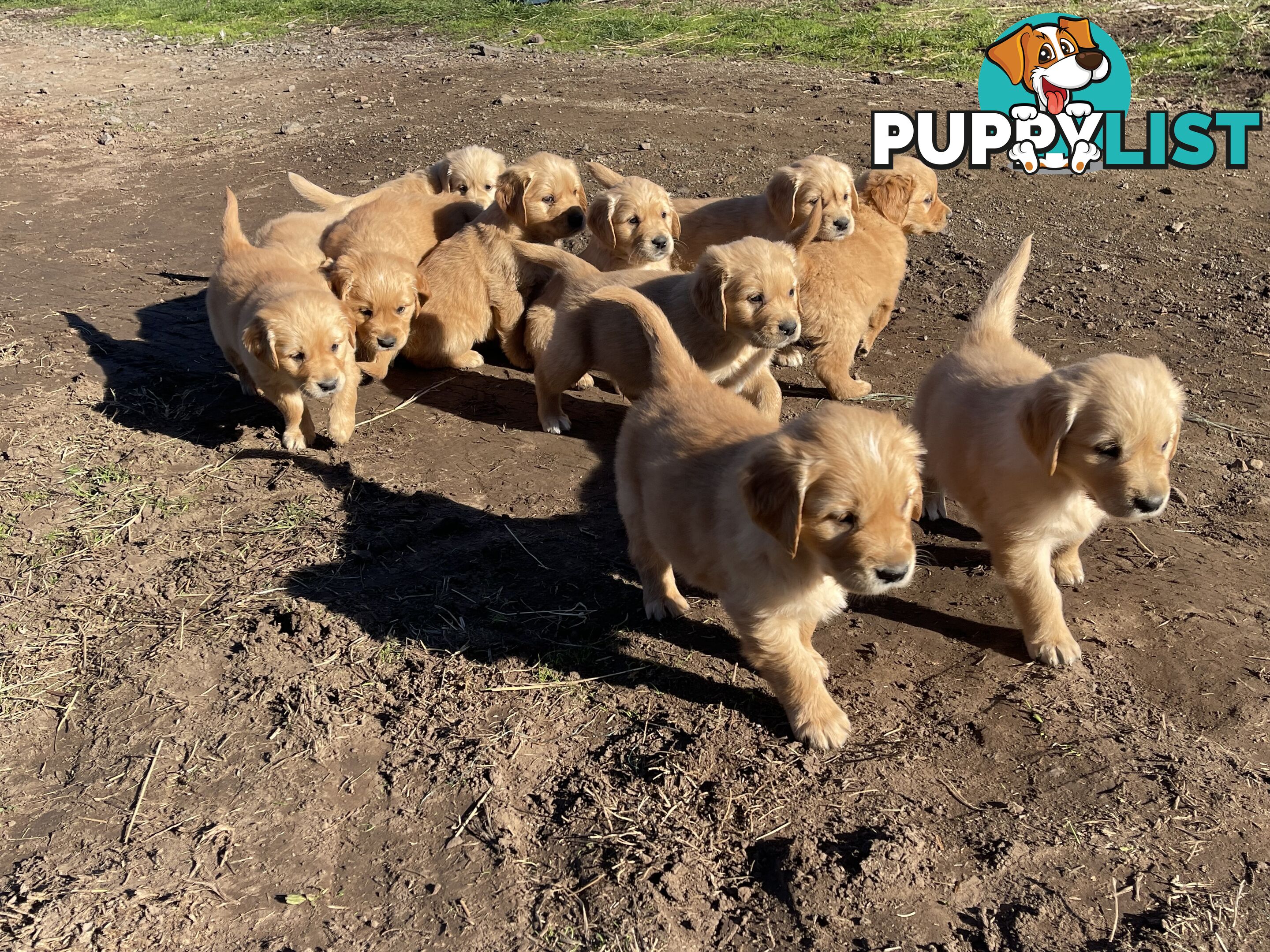 ✨ Golden Retriever Puppies ✨