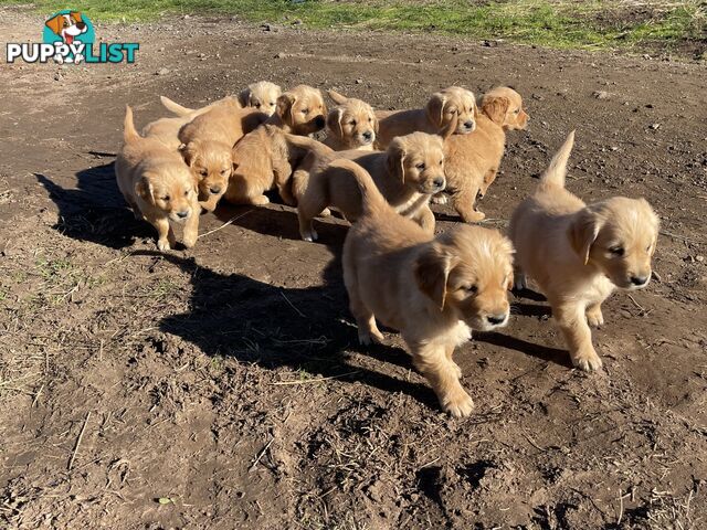 ✨ Golden Retriever Puppies ✨
