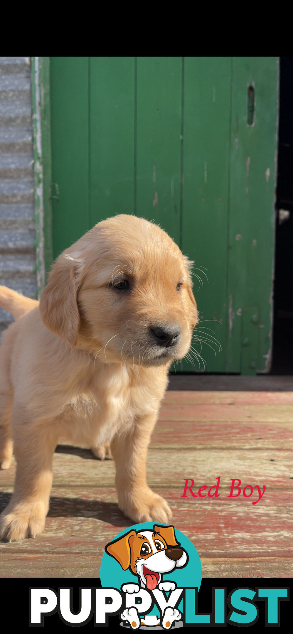✨ Golden Retriever Puppies ✨