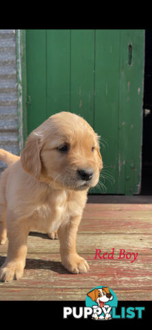 ✨ Golden Retriever Puppies ✨
