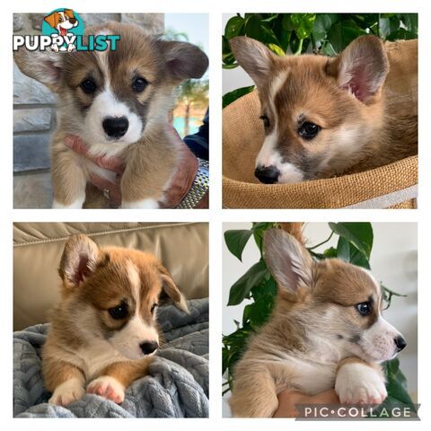 100% Pembroke Welsh Corgi Puppies