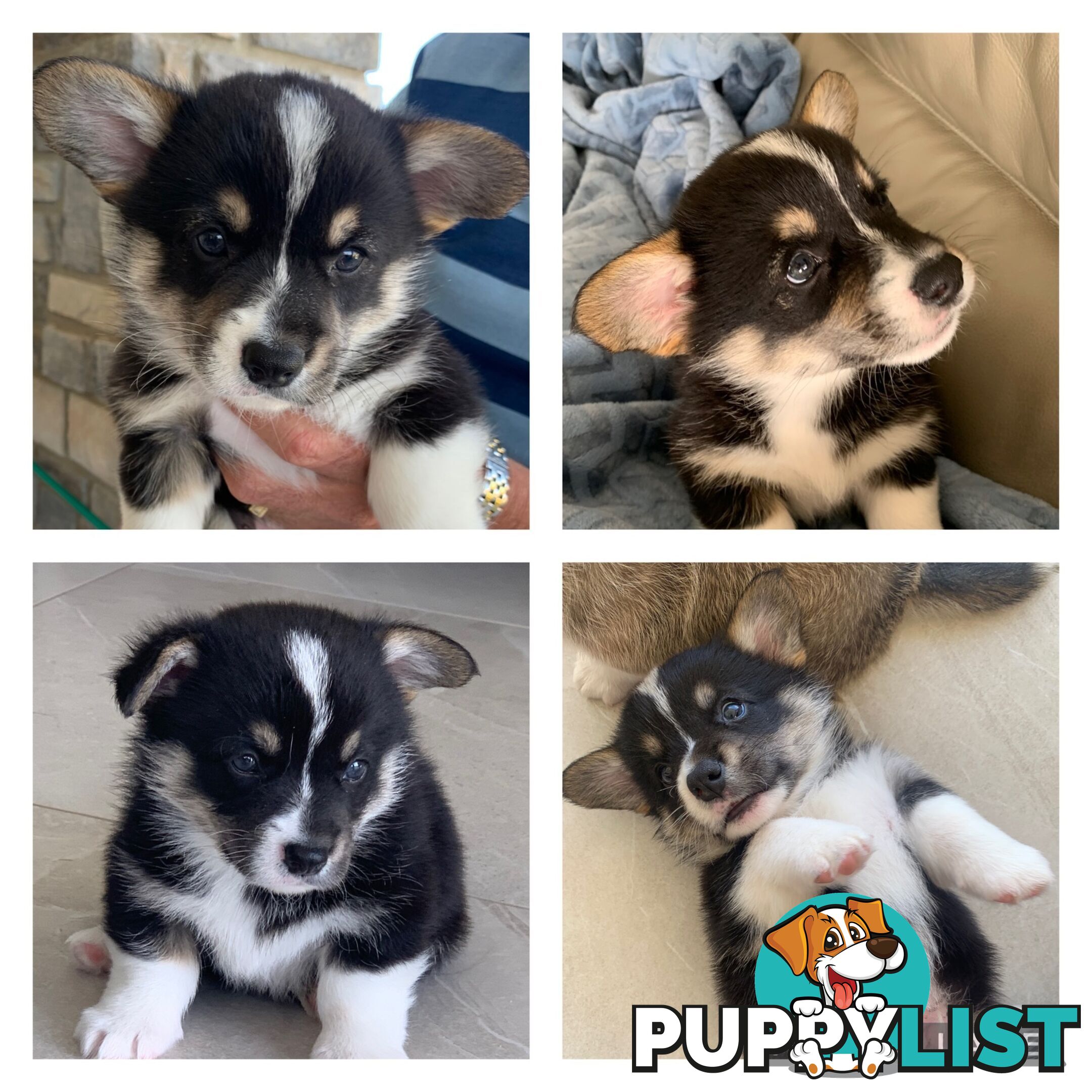 100% Pembroke Welsh Corgi Puppies