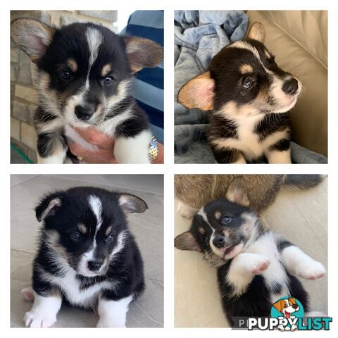 100% Pembroke Welsh Corgi Puppies