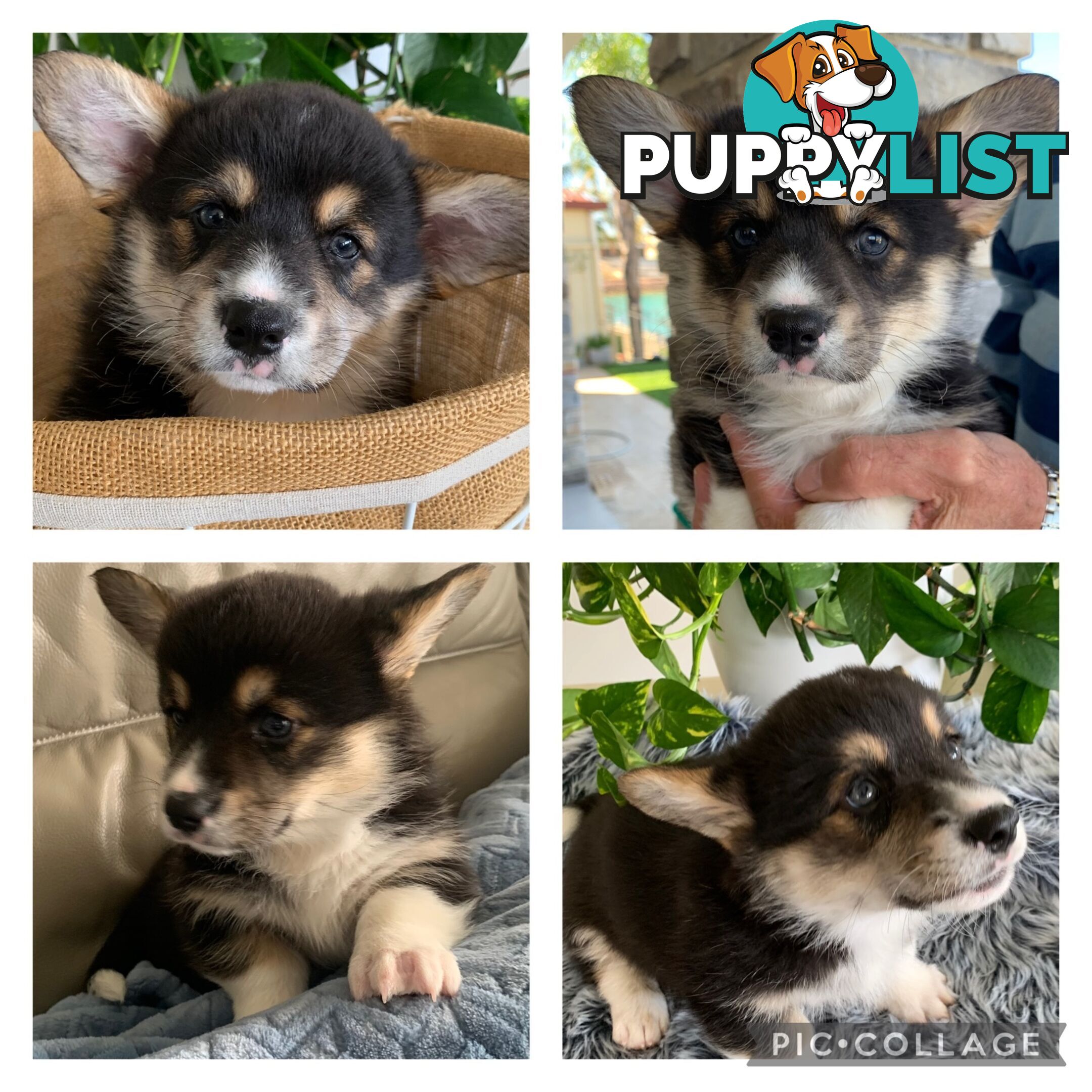 100% Pembroke Welsh Corgi Puppies