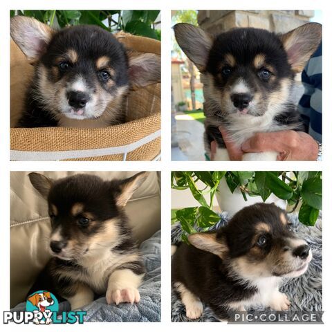 100% Pembroke Welsh Corgi Puppies