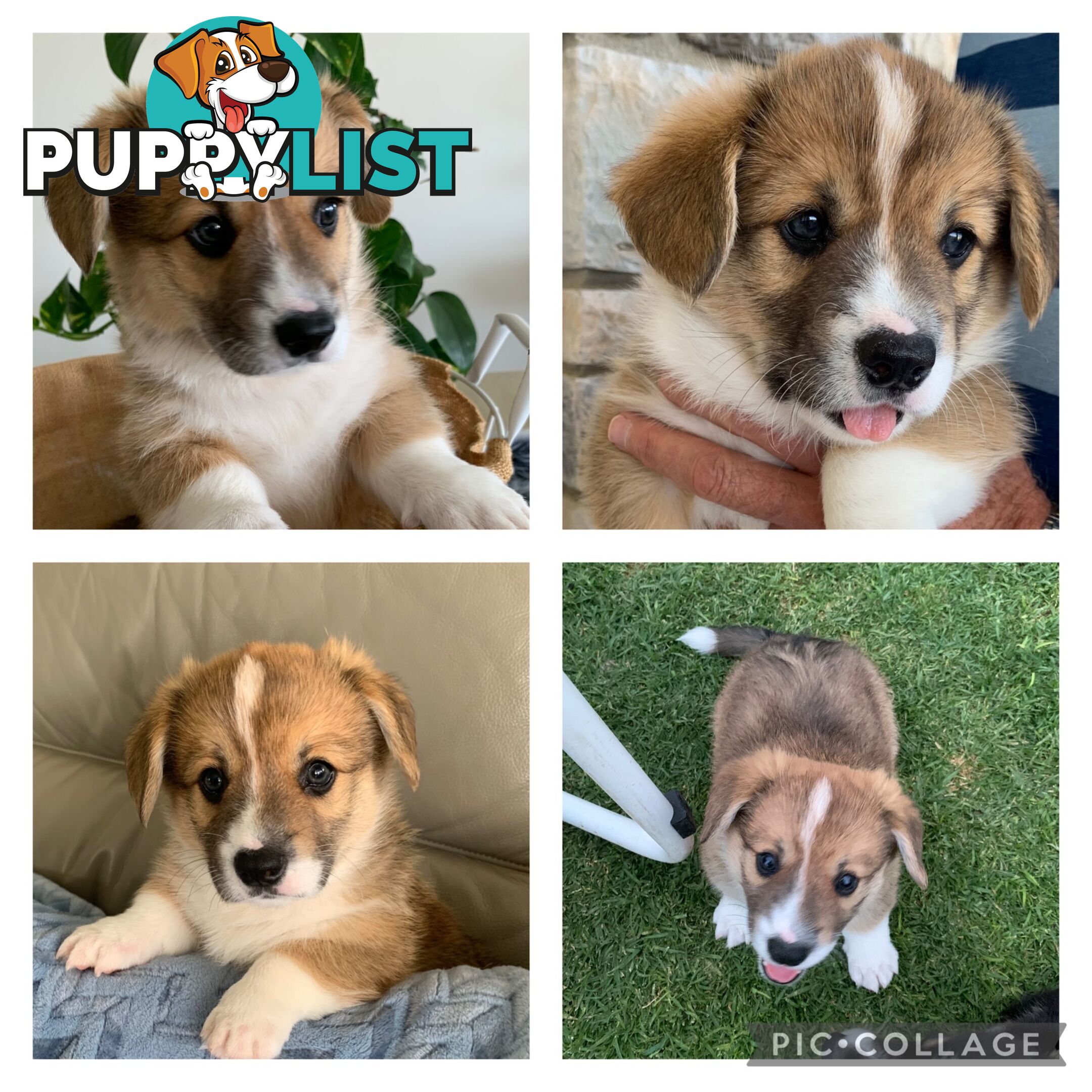 100% Pembroke Welsh Corgi Puppies