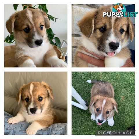 100% Pembroke Welsh Corgi Puppies